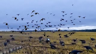 LOUISIANA BOYS SHOOT 8 MAN DUCK LIMIT IN 5 FLOCKS [upl. by Ferne]