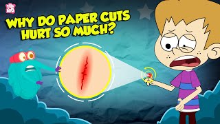 Why Do Paper Cuts Hurt So Much  How Does Your Brain Respond to Pain  The Dr Binocs Show [upl. by Chessa]