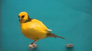 Phil Warnes 2010 border canary [upl. by Dickinson]