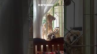 calmdown cutedog cockerspaniels funnypet cutedog music love [upl. by Teerprug]