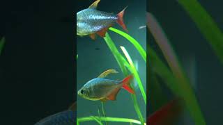 Colombian Tetra in full spawning colours Hyphessobrycon columbianus [upl. by Nilrem]