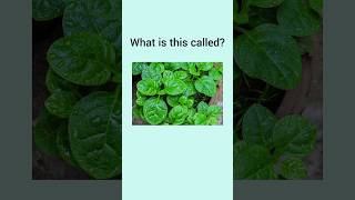 Can you name these common Indian Green Leafy Vegetables dailyenglish learnenglish vegetables [upl. by Wolfy]