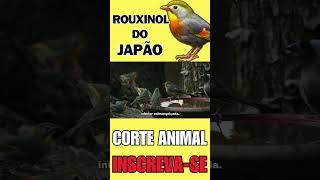 ROUXINOL DO JAPÃO [upl. by Fenner]