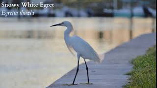 Snowy White Egret Call [upl. by Inesita]