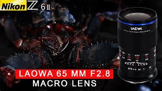 Laowa 65 mm 28 Macro  Nikon Z6II  Z50  Fujifilm  Best Budget Macro LENS EVER [upl. by Christal485]