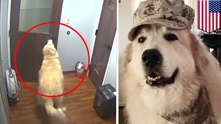 Dog escapes kennel Smart Great Pyrenees dog gets out of cage and opens hospital doors  TomoNews [upl. by Niahs]