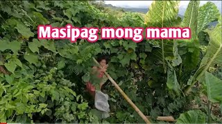 MAMA harvesting gulay [upl. by Etnelav]