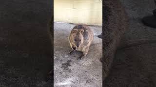 Having fun at Rotto 🤿 rottnestisland rottnest quokka westernaustralia beachlife [upl. by Eselrahc]