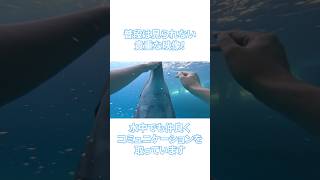 【貴重映像🐬】イルカと触れ合う飼育員さん目線の映像をお届けします！マップカメラ shorts イルカ [upl. by Cammi]