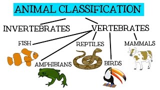 Animal Classification for Children Classifying Vertebrates and Invertebrates for Kids  FreeSchool [upl. by Nylrak]