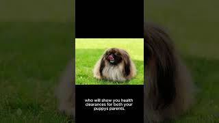 Secrets of the Adorable and Regal Pekingese Breed Unveiled part 2 pekingese dogs [upl. by Kerk893]