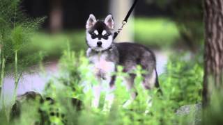 Slater  The Alaskan Klee Kai [upl. by Lenahtan]