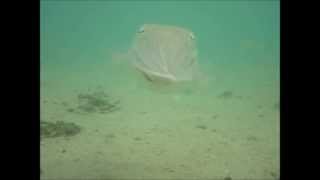 How to catch Cuttle Fish Part 1 [upl. by Zetrok]