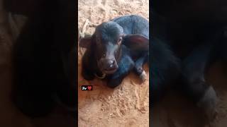 kabootri ❤️ buffalo Calf sarswat dairy farm viralvideo trending animals dairyfarm [upl. by Aiam]