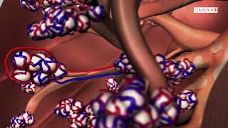 Corpus  au cœur des organes Alimentation des cellules [upl. by Lanoil]