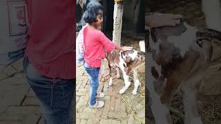 मेरे घर पे है गाय cow 🐄🐄calf lovely calf yt video shorts video viral video [upl. by Ubana]