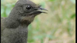 Attenborough the amazing Lyre Bird sings like a chainsaw Now in high quality  BBC Earth [upl. by Artcele176]