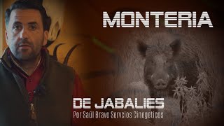 MONTERÍA DE JABALÍES 🐗 CON SAUL BRAVO 🇪🇸 [upl. by Deyas433]