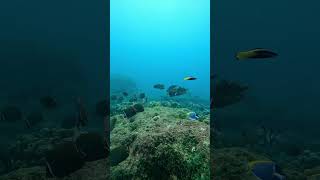 Scuba diving in andaman deep dive 12 meter depth in bharatpur beach neil island andaman nicobar [upl. by Lura414]