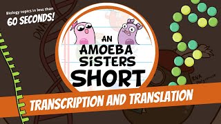 Transcription and Translation Steps in Protein Synthesis  Amoeba Sisters Shorts [upl. by Nolte214]