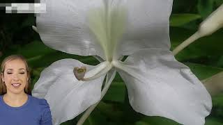 Discover the Benefits of White Ginger Lily Hedychium coronarium [upl. by Brittain]