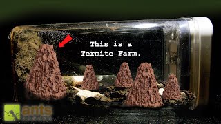 My Epic Termite Farm  Castles Built by Termites [upl. by Yemorej]