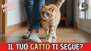 Perché il Tuo Gatto Ti Segue Ovunque Scopri il Motivo [upl. by Whittaker]