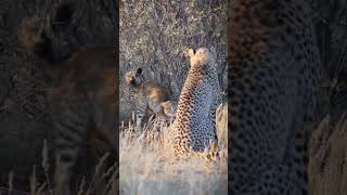 African wild cat vs cheetah Stand off between Small and Big wild felines [upl. by Foscalina921]