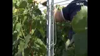 SCDC VIGNE  ECARTEUR POUR PIQUET METAL [upl. by Allemat]