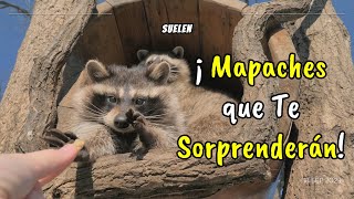 ¡Increíbles Curiosidades sobre los Mapaches que Te Sorprenderán [upl. by Cote]