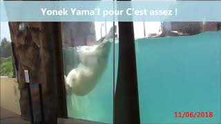 Floke  Marineland Antibes  juin 2018 [upl. by Hamrah]