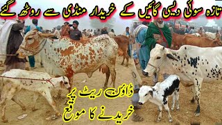 Cow Prices Started To Come DownPure Cholistani Sahiwal Cows Price In Pakistan Dairy Farming Cattle [upl. by Adrell]