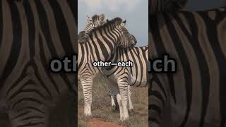 Why Zebras Have Stripes The Surprising Truth [upl. by Jan]