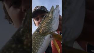 Big pike while perch fishingshortsshortshortvideofishingpikefishingfishcatchingpikeperch [upl. by Hazlett876]