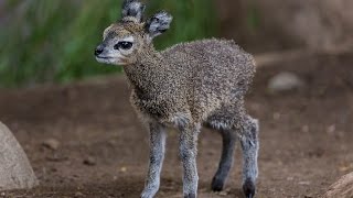 Klipsringer Calf Leaps Into Hearts at the San Diego Zoo [upl. by Saddler849]