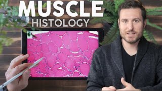 Muscle Histology Explained for Beginners  Corporis [upl. by Ardek]