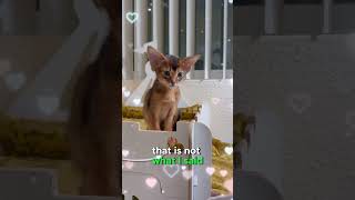 Cat talk 😻❤️Abyssinian kitten [upl. by Halonna]