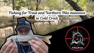 Trout Fishing in Cold Creek Trout and Northern Pike Minnow [upl. by Cyna]