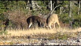 Chasse au chevreuil Ã Anticosti 2 [upl. by Aikemit782]