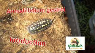 Armadillidium gestroi An introduction isopod isopodcare [upl. by Hobbs]