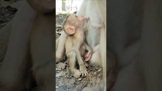 Baby pigtail monkey animalsfarmofficial wildanimal wildmonkey [upl. by Idnil]