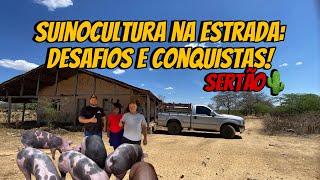 “ Mais de 900 km Rodados Os Bastidores da Entrega de Suínos no Sertão Pernambucano” [upl. by Sergei514]