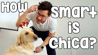 HOW SMART IS CHICA [upl. by Anirtak61]