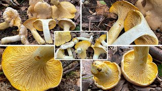 Blasser Pfifferling Verwechslung Cantharellus pallens  Cantharellus cibarius var pallens [upl. by Hadias]