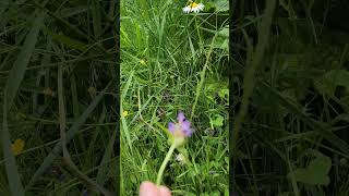 Foraging for Self HealPrunella Vulgaris shorts shortsvideo selfheal allheal prunellavulgaris [upl. by Inar]