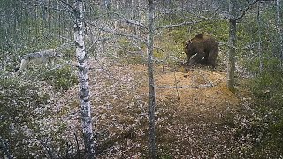 Brown bear attack on a wolf den [upl. by Dunseath31]