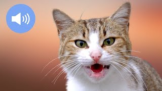 🦊 CATS MEOWING  Make Your Cat or Dog Go Crazy  Sound Effect [upl. by Yraek]