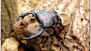 Odontolabis femoralis femoralis  Hirschkäfer  Stag Beetle [upl. by Iborian]