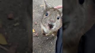 Pademelon at Featherdale Wildlife Park [upl. by Nnybor]