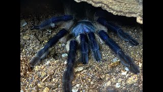 Monocentropus balfouri  collecting the babies after hatch [upl. by Molini735]